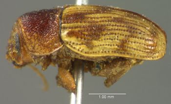 Media type: image;   Entomology 8409 Aspect: habitus lateral view